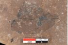 Foto (Detailsansicht) von Quercus palaeoilex Ettingshausen (NHMW-GEO-2024-0188-0787)
